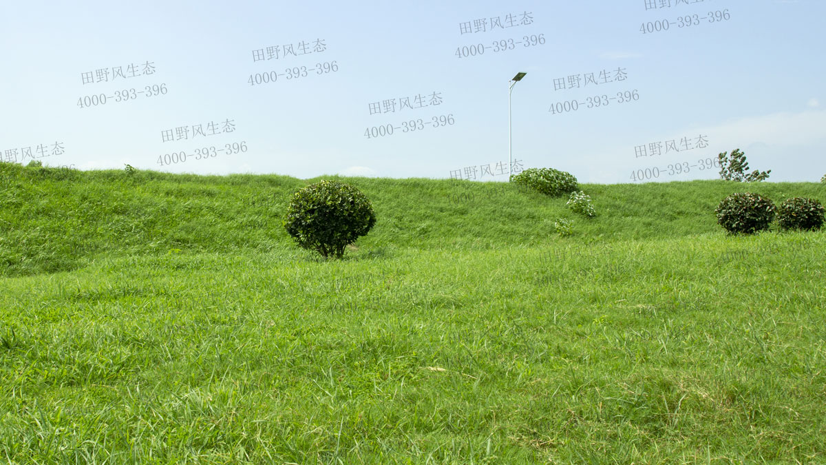 四季青草坪 四季青草坪