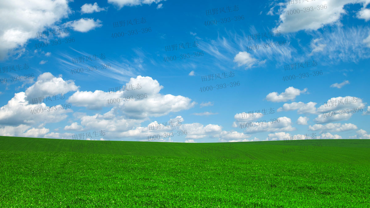 四季青草坪 四季青草坪