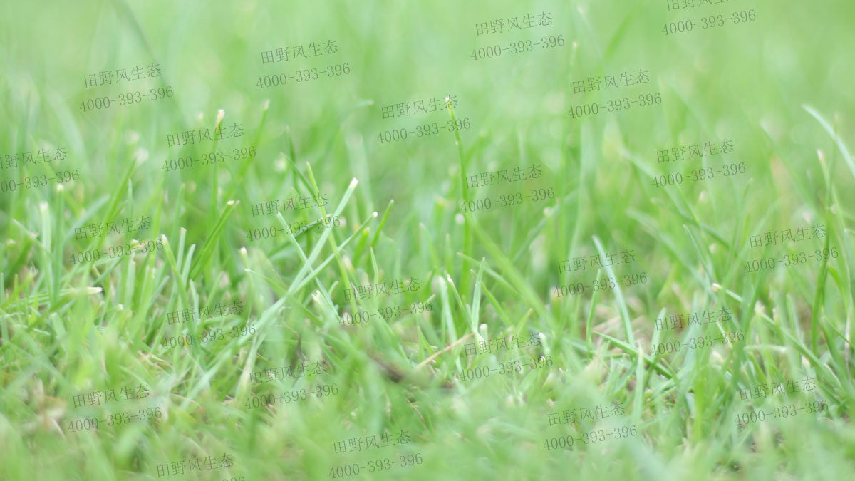 四季青草坪 四季青草坪