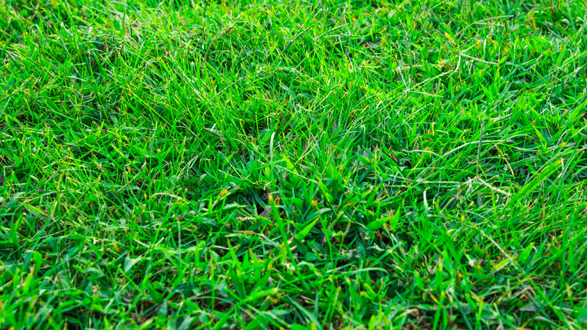 四季青草坪 四季青草坪