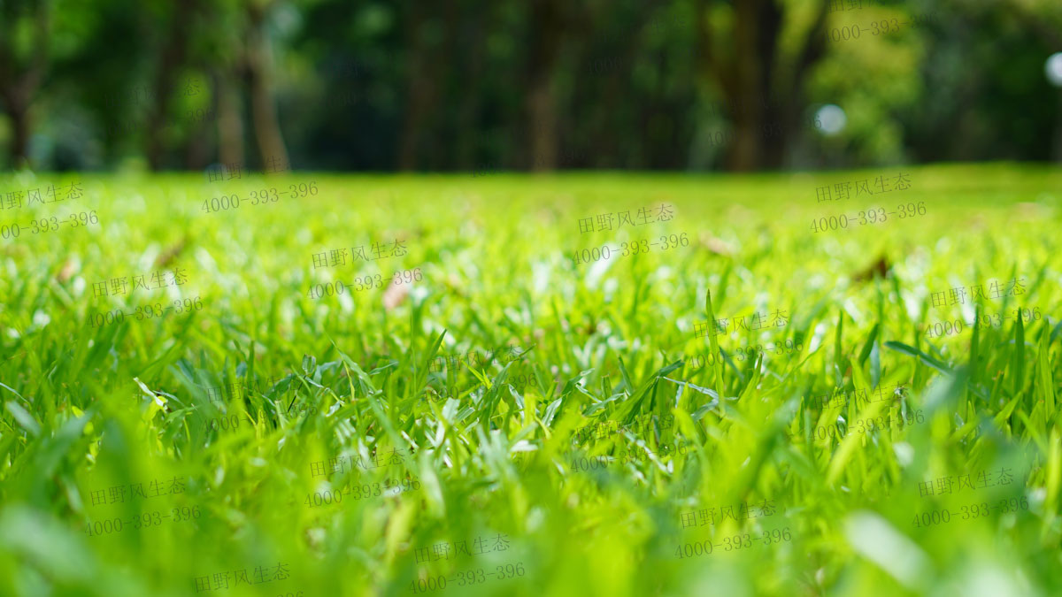 四季青草坪 四季青草坪