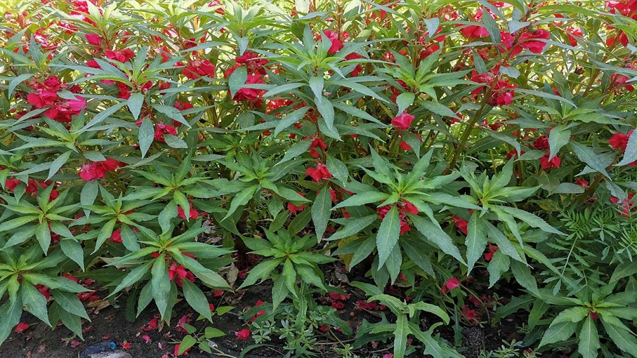 鳳仙花花卉花種子