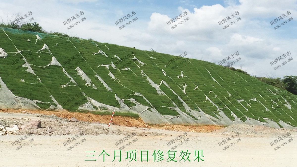 潮惠高速揭陽(yáng)段高速公路邊坡植草