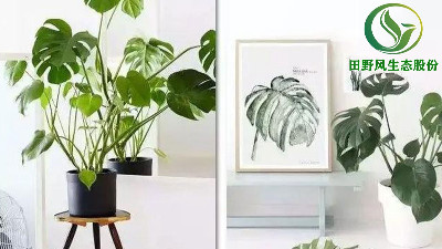 好看又好養(yǎng)的室內(nèi)綠植租賃，你確定不來看看嗎？