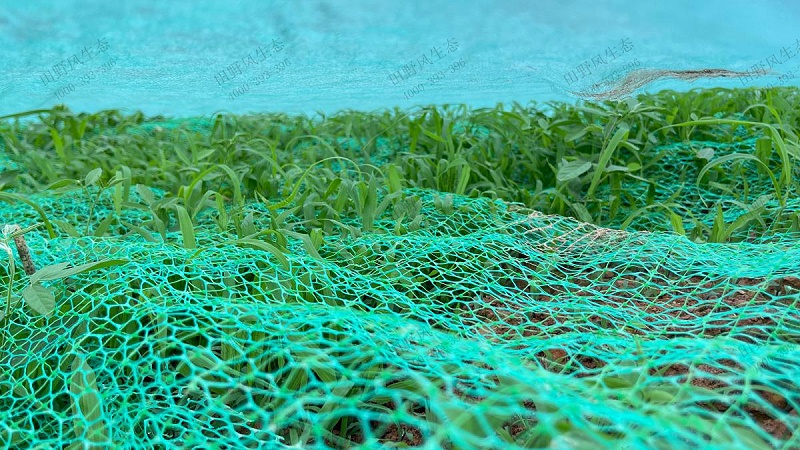 生態(tài)復綠效果