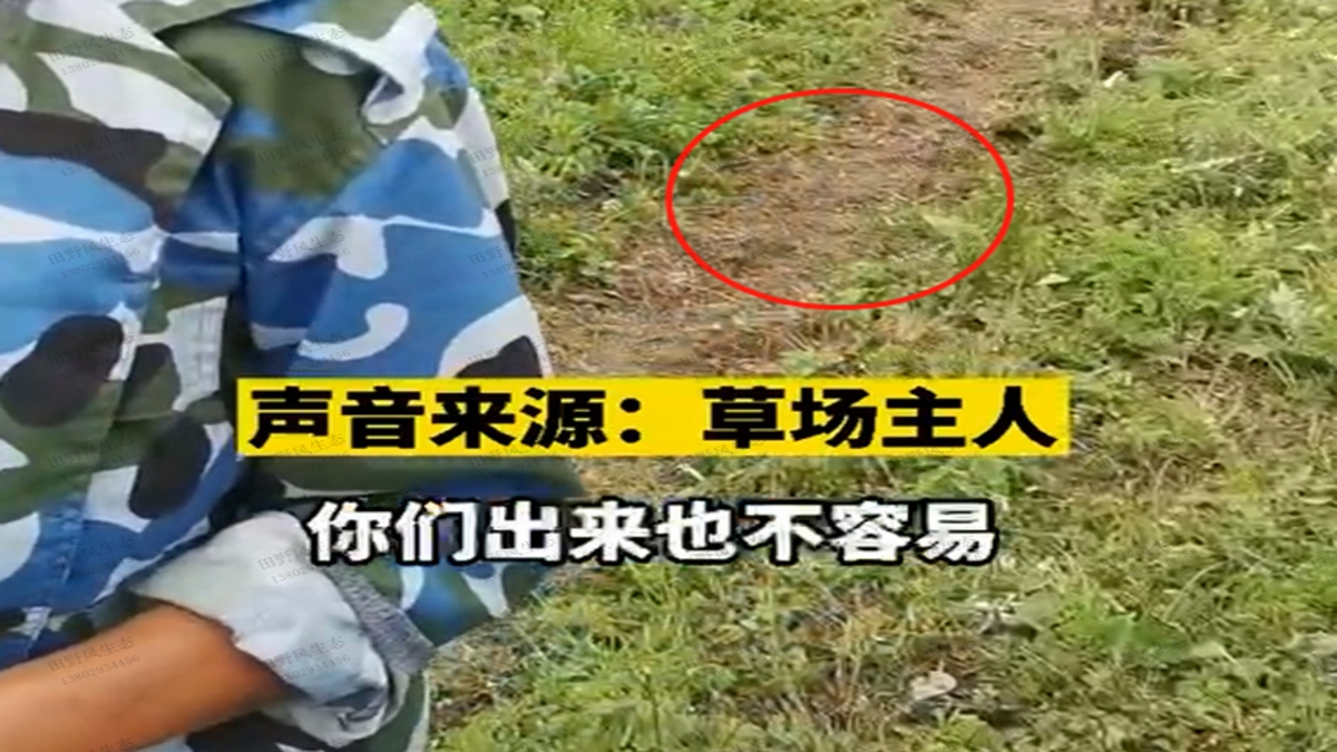 草坪收草籽錢(qián)