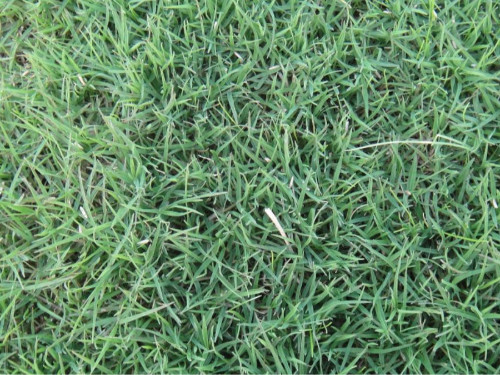 狗牙根草種的優(yōu)缺點有哪些？