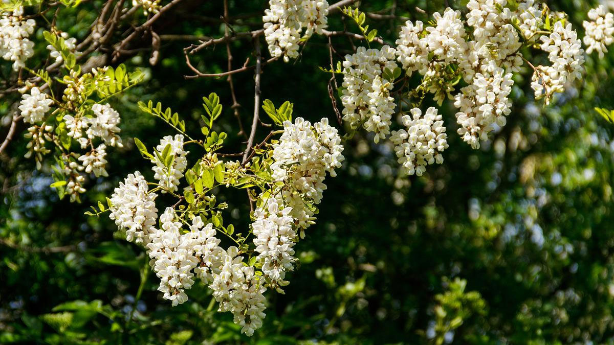 刺槐種子 刺槐種子