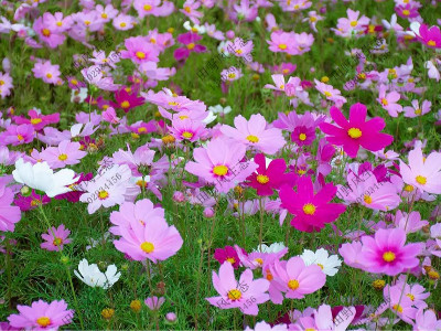 常見的花卉種子有哪些品種呢？