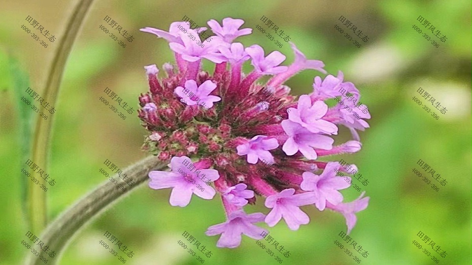 花種批發(fā) 花種批發(fā)