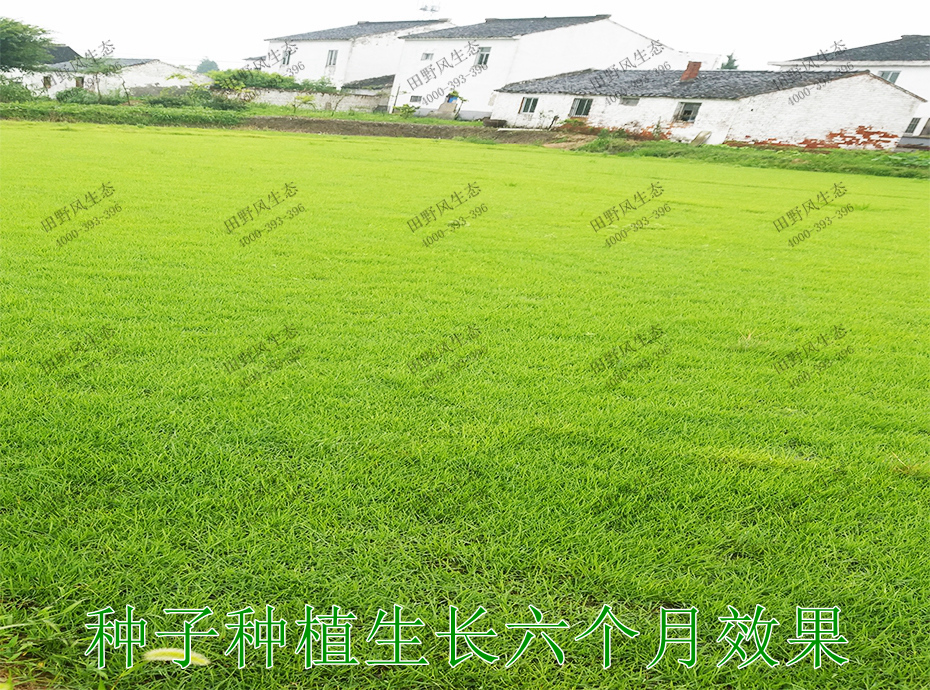 5種子種植生長(zhǎng)6個(gè)月效果