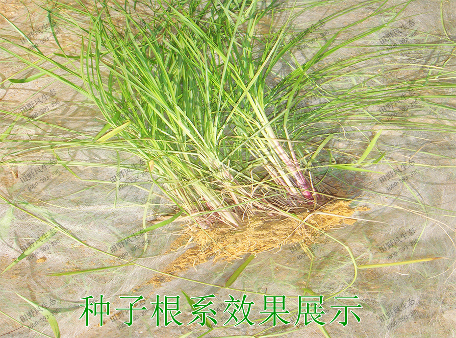 4種子根系效果展示