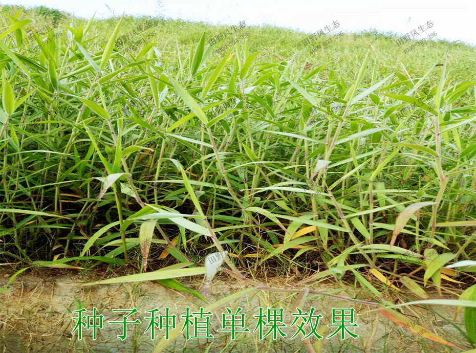 3種子種植單棵效果