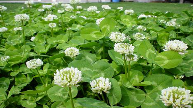 紅三葉和白三葉批發(fā)