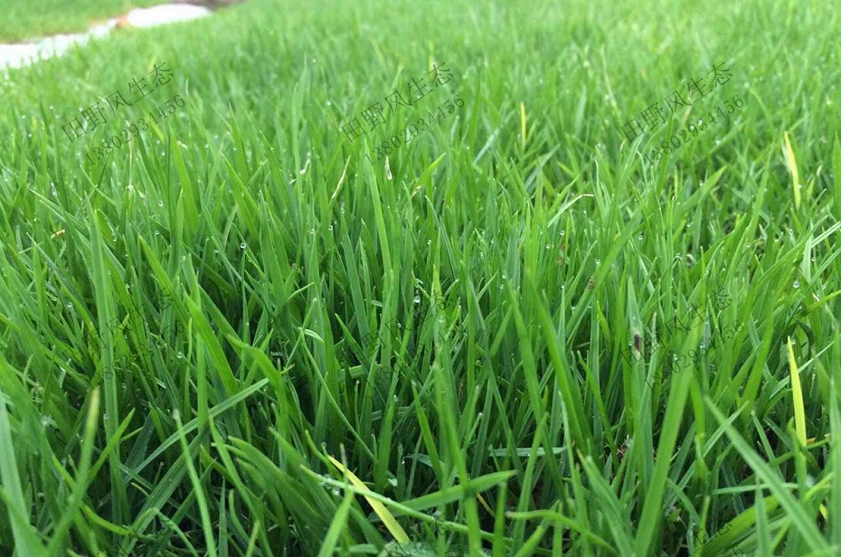 綠化專(zhuān)用草籽