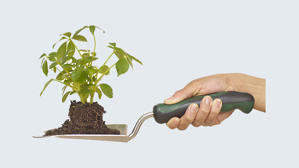 田野風(fēng)為你指南，辦公室綠植租賃哪家好？