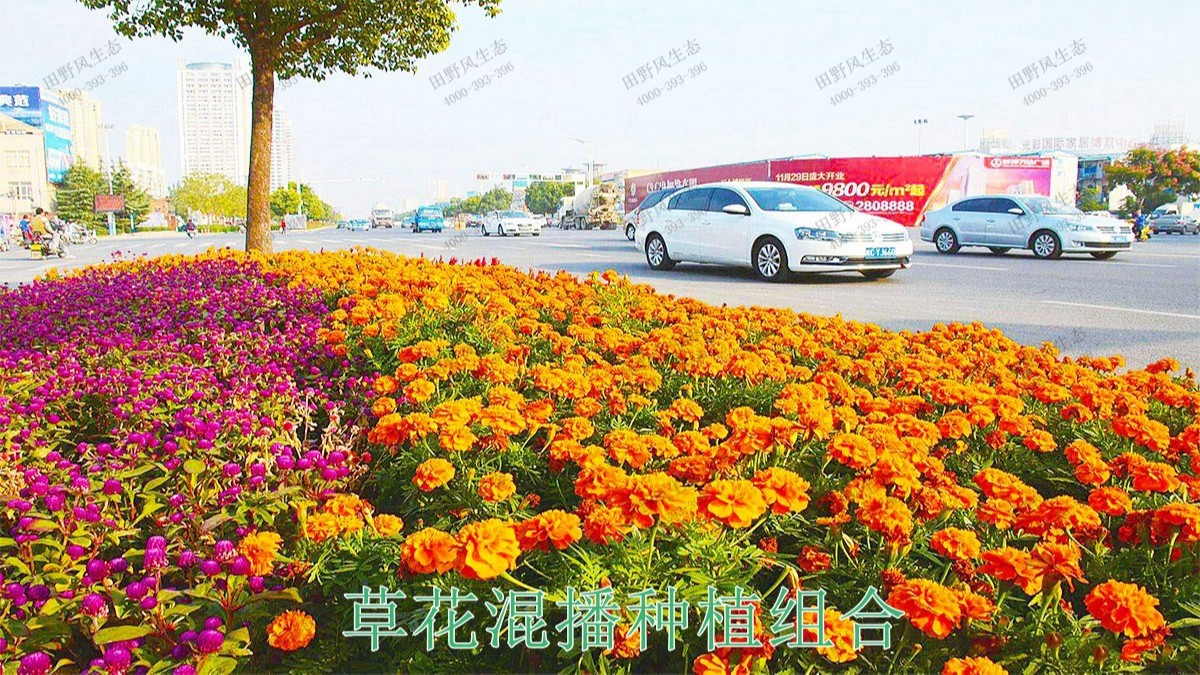 江門(mén)逢江區(qū)園林景觀花卉園林綠化