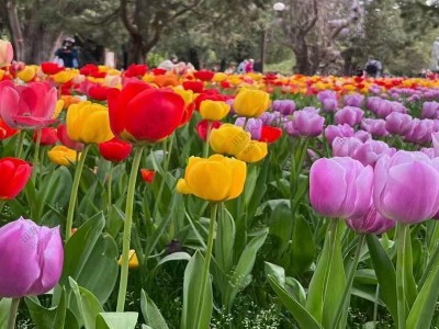 幾月適合播種花種子