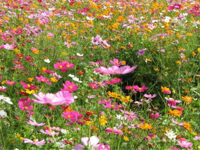 花卉種子該如何選擇？