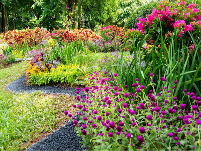 一、二年生花卉的特點(diǎn)與栽培管理要點(diǎn)？