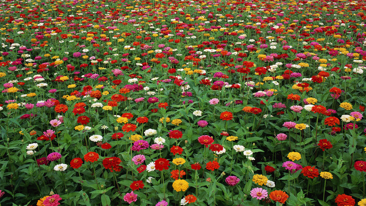 百日草花種子 百日草花種子