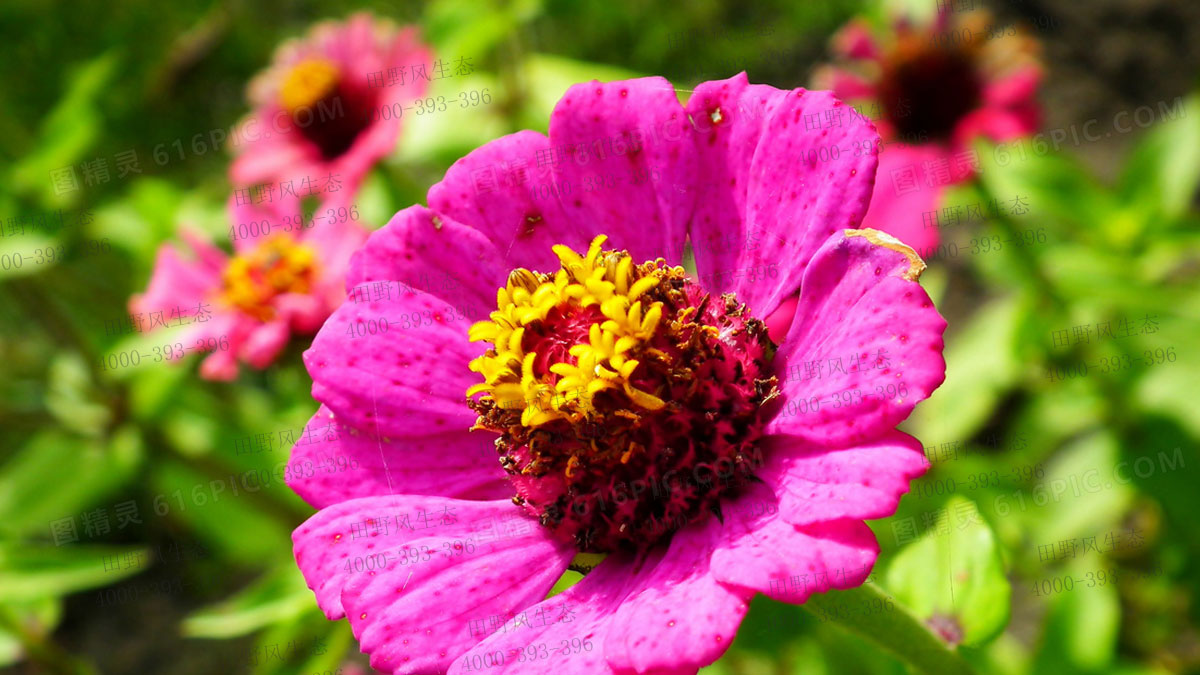 百日草花種子 百日草花種子