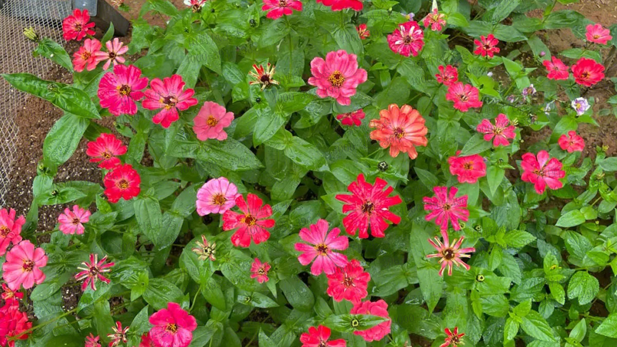 百日草花種子 百日草花種子