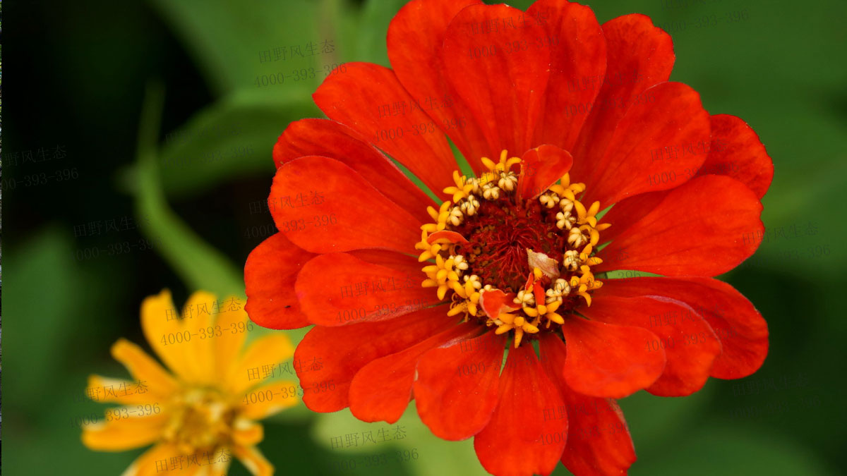 百日草花種子 百日草花種子