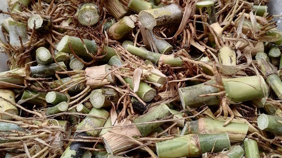 皇竹草種節(jié)