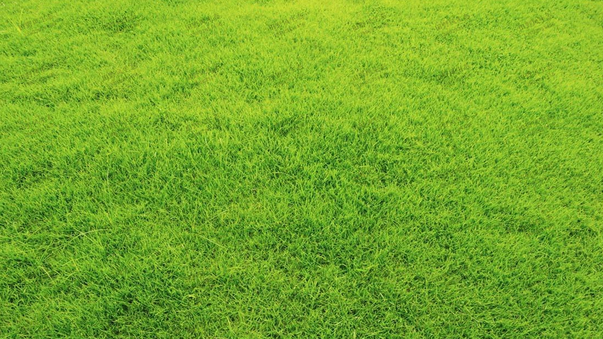 哪些草坪草種子適合在秋季播種？