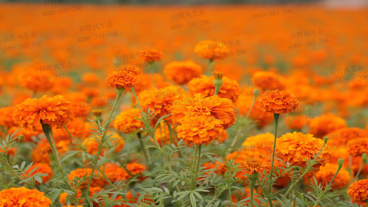 萬壽菊種子 萬壽菊種子