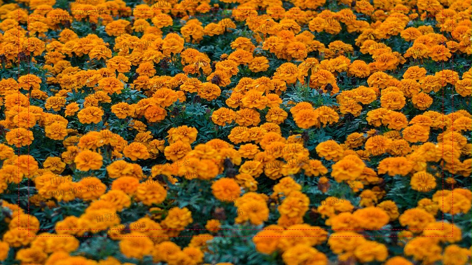 萬壽菊種子 萬壽菊種子