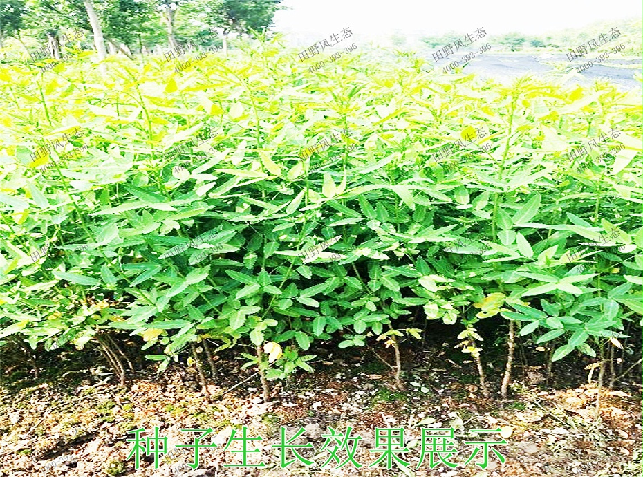 4種子生長(zhǎng)效果展示