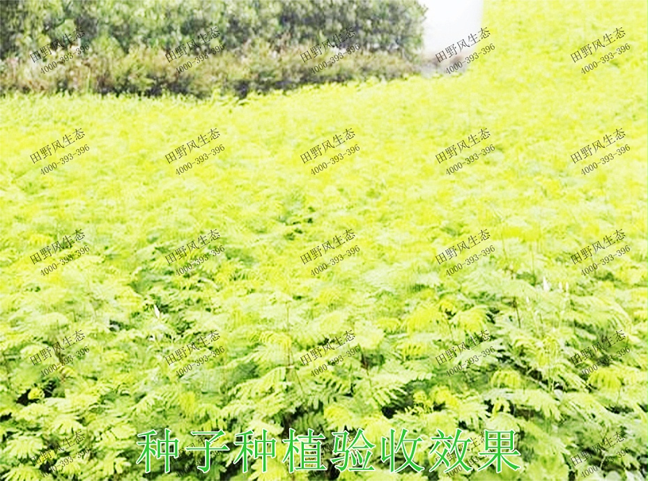 6種子種植驗收效果