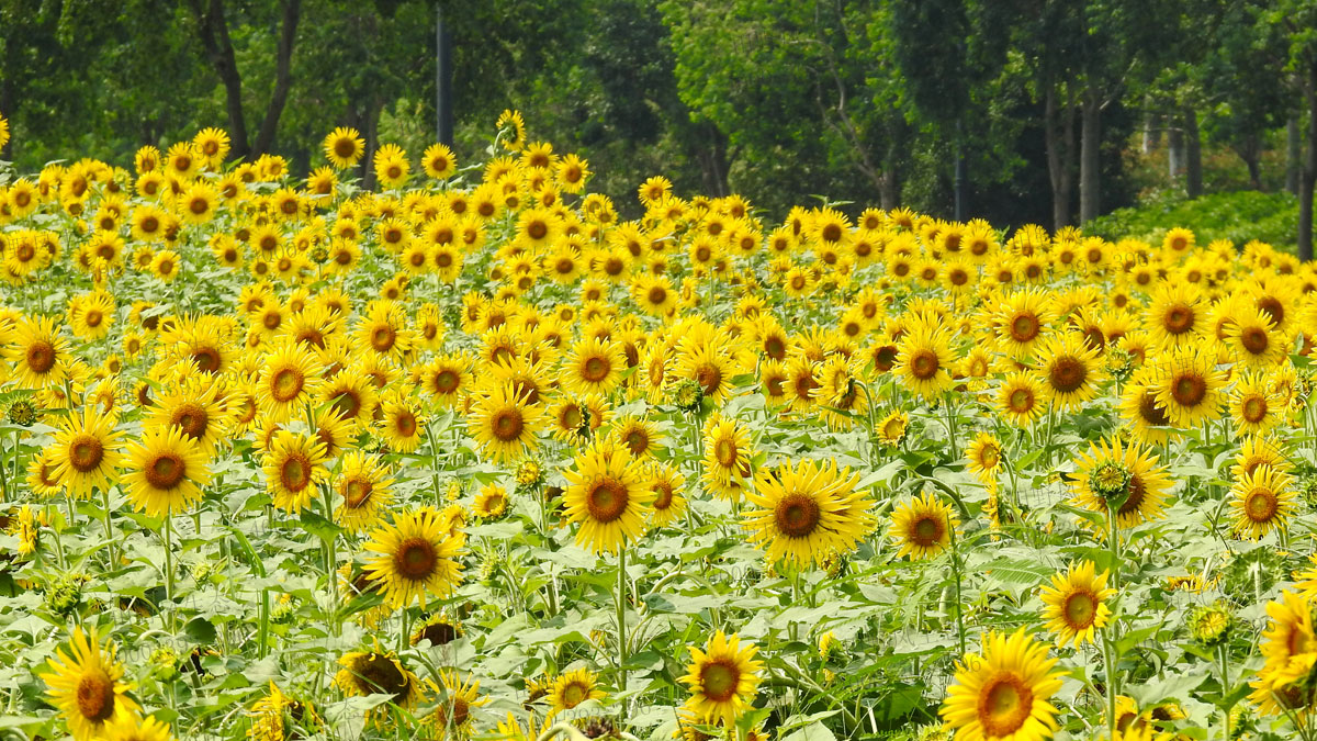 向日葵種子 向日葵種子