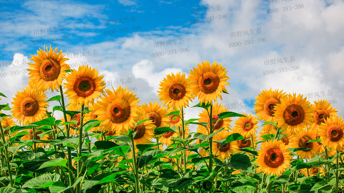 向日葵種子 向日葵種子