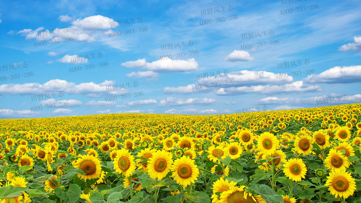 向日葵種子 向日葵種子