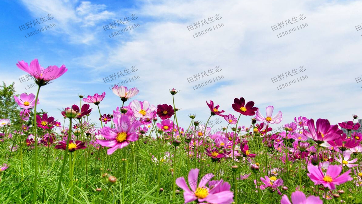 格?；ㄉL(zhǎng)效果