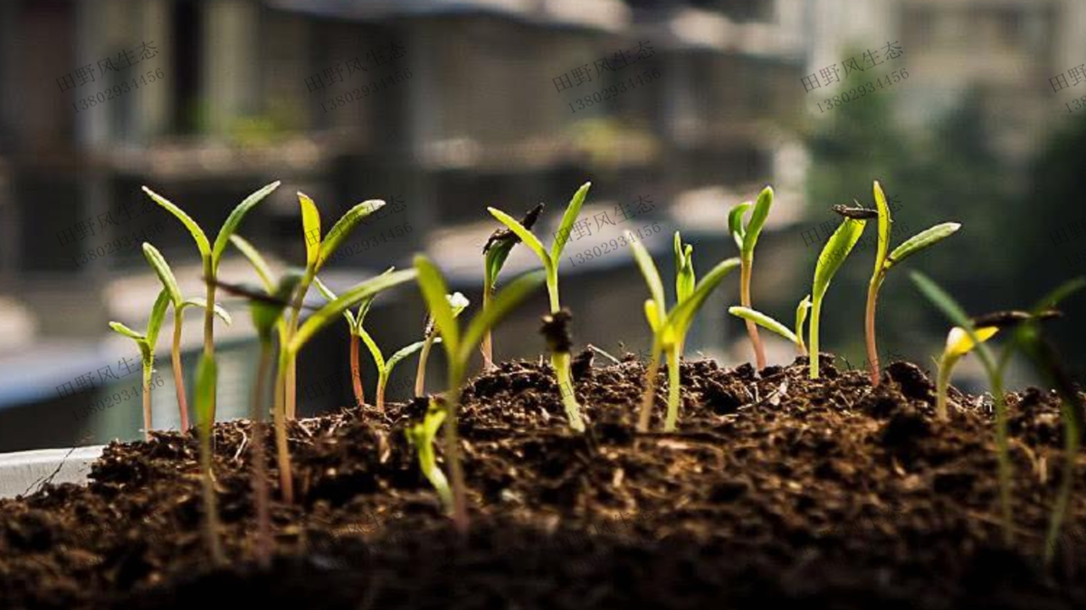 格?；ǚN子發(fā)芽