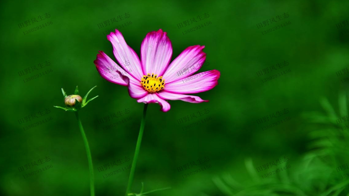 格桑花種子生長(zhǎng)