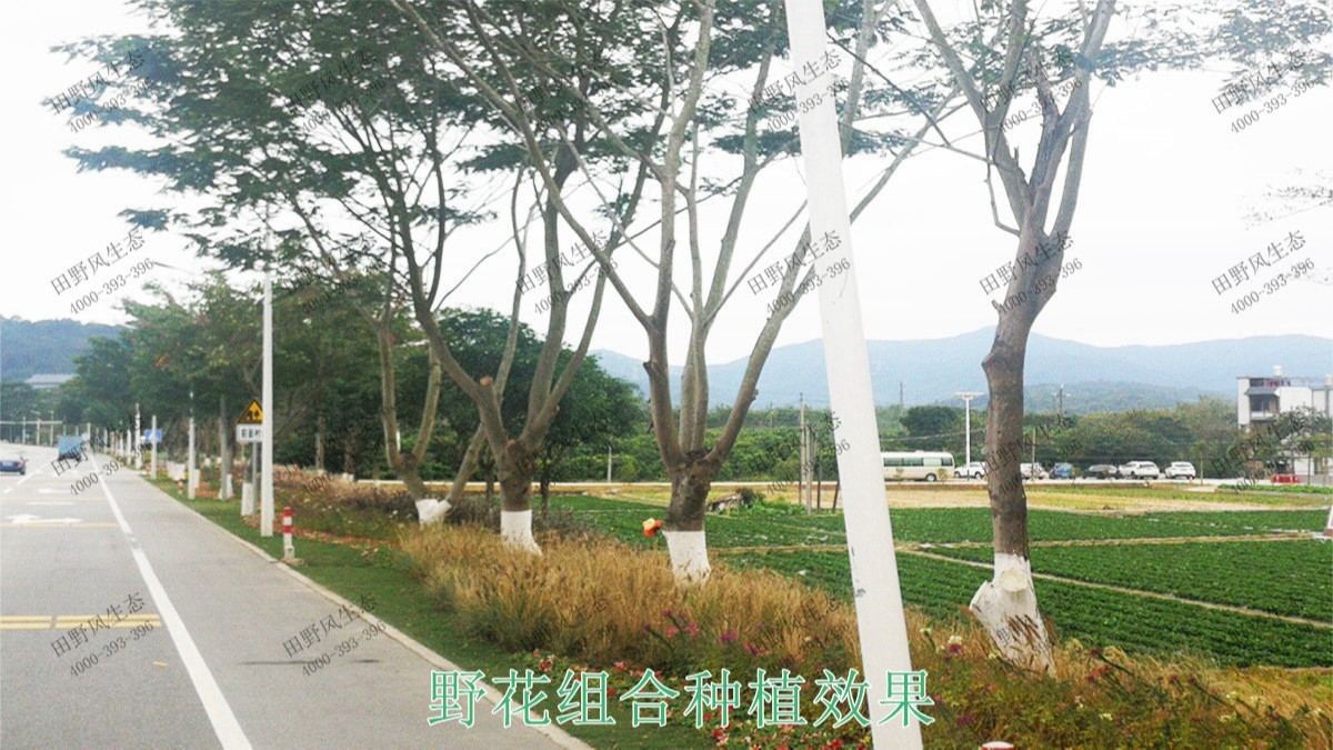 深圳光明市政園林工程 深圳光明市政園林工程