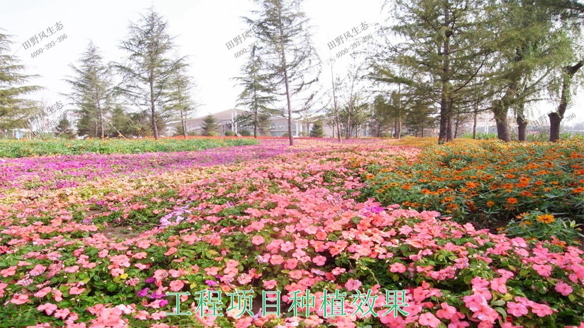 廣州海珠湖濕地公園花海工程 廣州海珠湖濕地公園花海工程