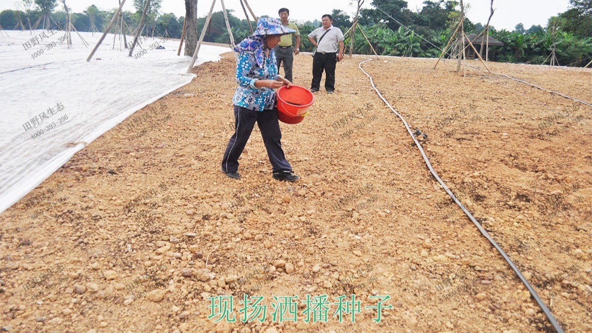 廣州海珠湖濕地公園花海工程 廣州海珠湖濕地公園花海工程