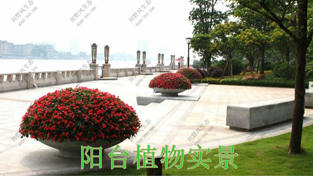 廣州珠光御景壹號(hào)綠植租賃案例 廣州珠光御景壹號(hào)綠植租賃案例