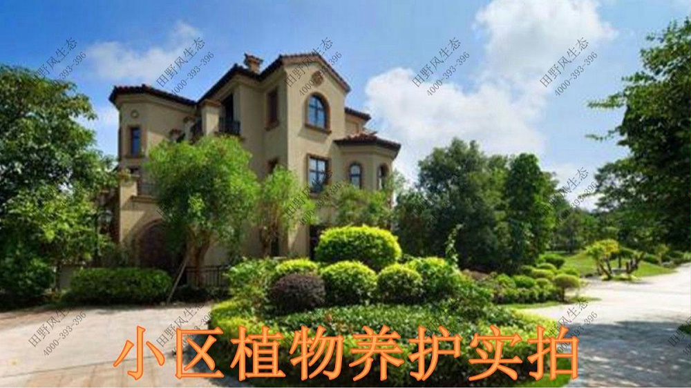 廣東碧桂園植物養(yǎng)護(hù)案例 廣東碧桂園植物養(yǎng)護(hù)案例