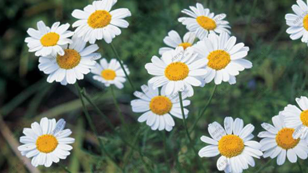 花?；ɑ芊N子,觀葉植物花種