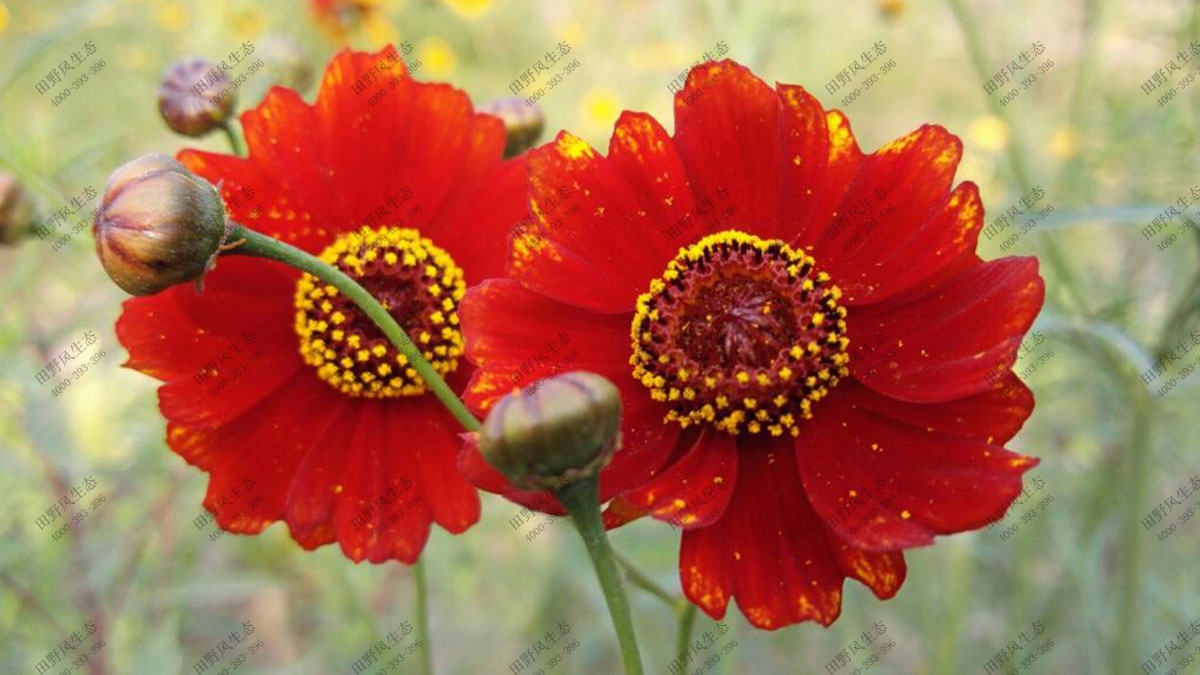 混播一年生花種,花?；ǚN子