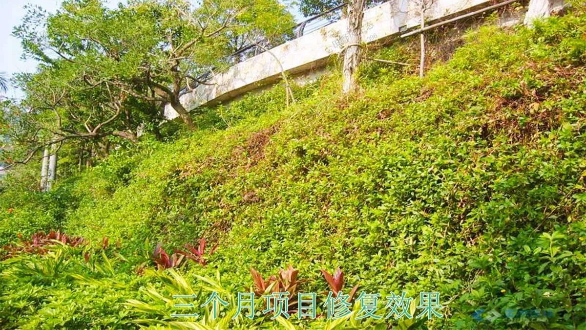 新豐縣工業(yè)園區(qū)復(fù)綠工程 新豐縣工業(yè)園區(qū)復(fù)綠工程