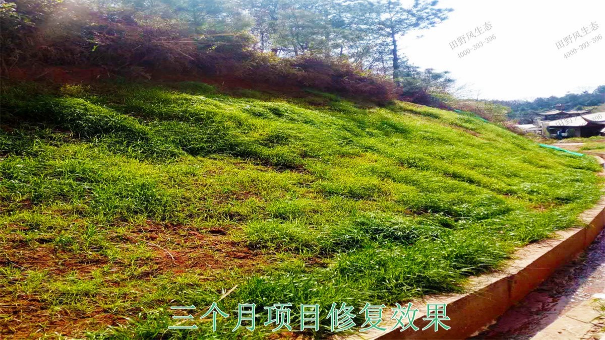 江西廣昌火龍果基地廠區(qū)掛網(wǎng)植草 江西廣昌火龍果基地廠區(qū)掛網(wǎng)植草