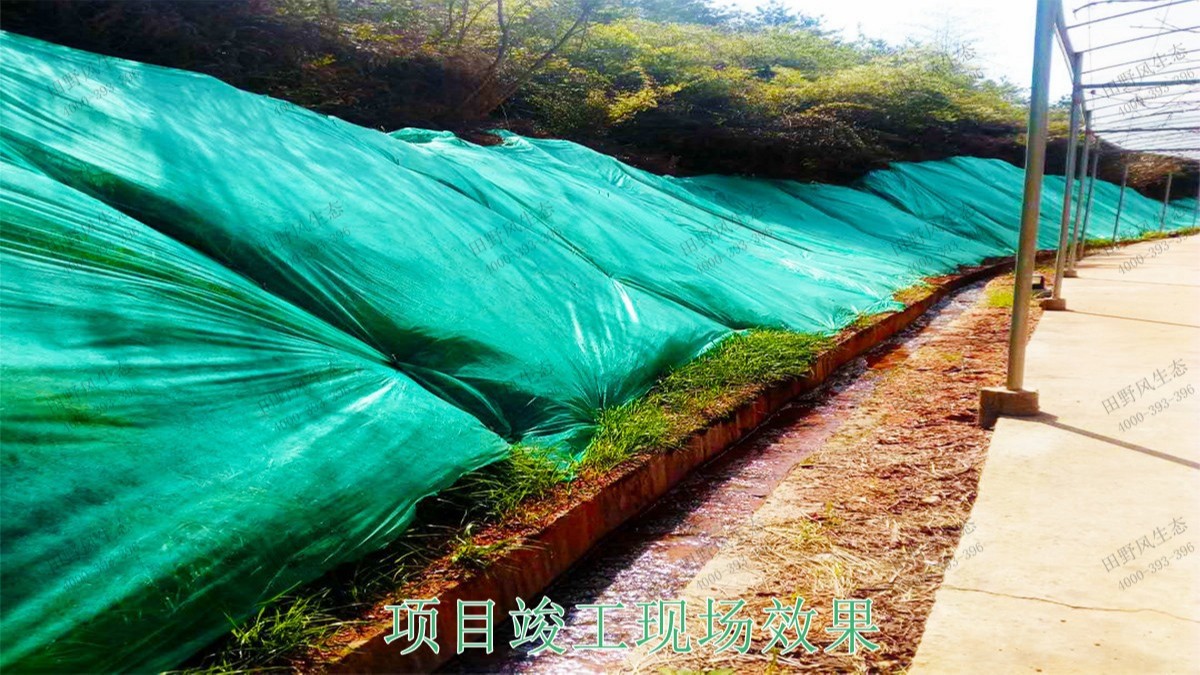 江西廣昌火龍果基地廠區(qū)掛網(wǎng)植草 江西廣昌火龍果基地廠區(qū)掛網(wǎng)植草